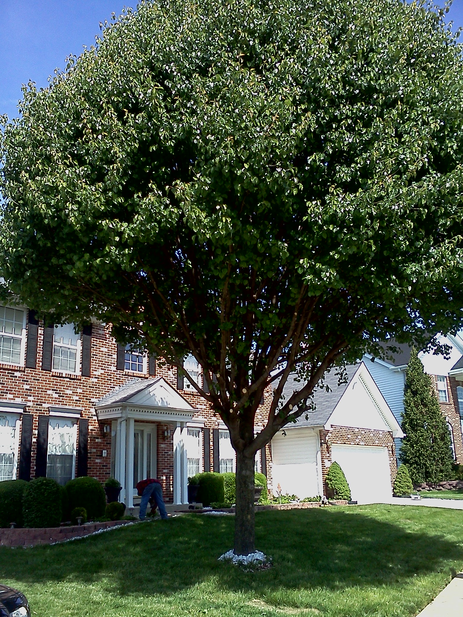 St. Louis Tree Trimming
